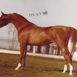 Lady Muscata
