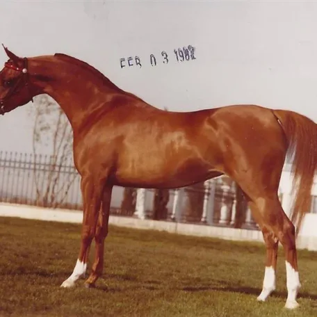 Karho: The Russian Arabian Experience
We received quite a few PM's asking about Sir Fames HBV's grandmother Lady Muscata (Muscat x First Lady), so we decided to share a Sparagowski photo with you from the archives.