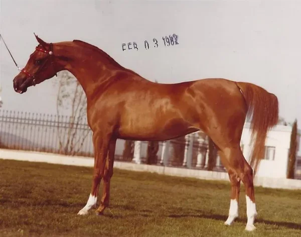 Karho: The Russian Arabian Experience
We received quite a few PM's asking about Sir Fames HBV's grandmother Lady Muscata (Muscat x First Lady), so we decided to share a Sparagowski photo with you from the archives.