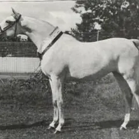 DAMIRAH