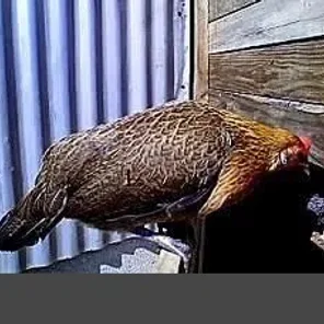 Saipan Jungle Fowl