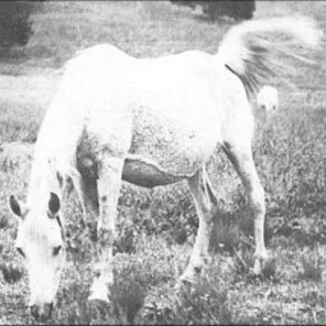 Hasiker