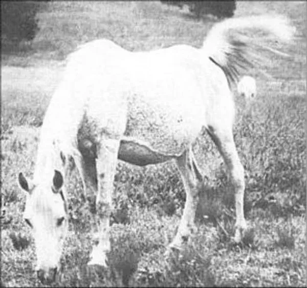 Hasiker