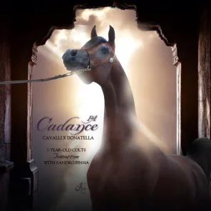 CADANCE PA