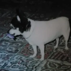 Trixie