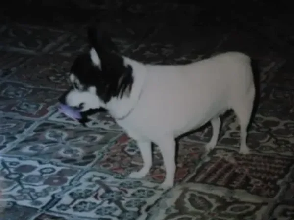 Trixie