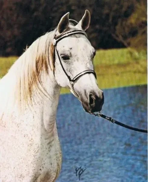 ANSATA SABIHA dam of ANSATA SHAH ZAM