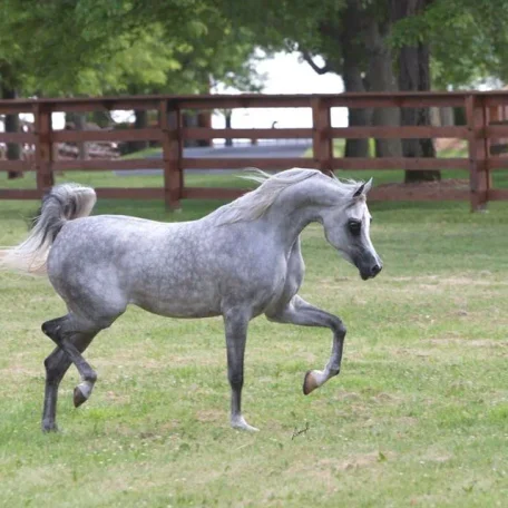 Luxemere Jizette, Arabian 2 year old filly
