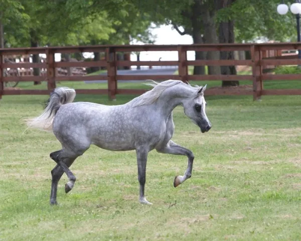 Luxemere Jizette, Arabian 2 year old filly