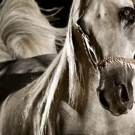 Armir proudly owned by Acevedo Arabians.