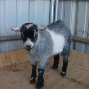 Animal Haven Ben Hur