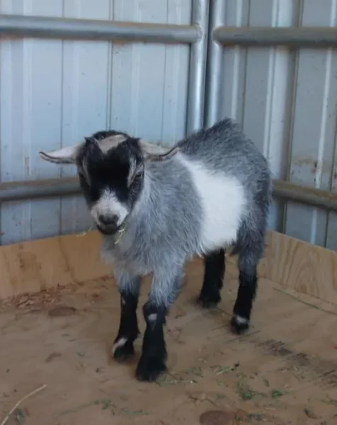 Animal Haven Ben Hur