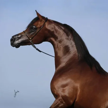 Vitorio, owned by Janey Morse of Oak Ridge Arabians, will stand at Michalów State Stud in Poland for the 2014 and 2015 breeding season.