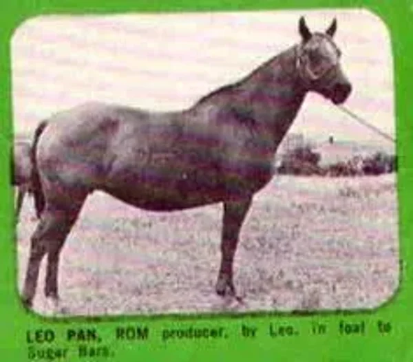 Leo Pan