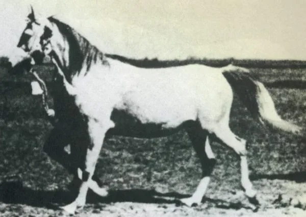 MAGJA