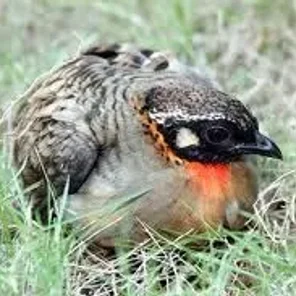 Vietnam Partridge