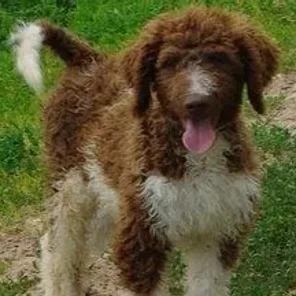Irish Doodle (Designer Dog)