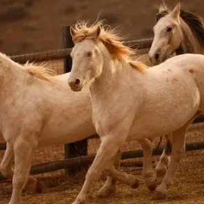 Wild Horse Inmate Program