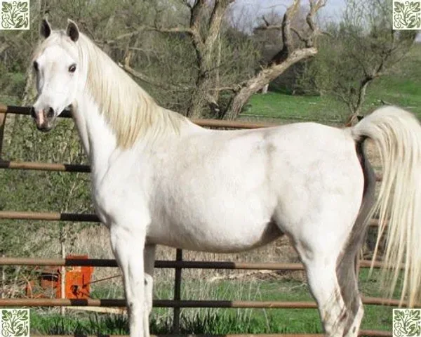 Lotu Petrena and her Besson filly