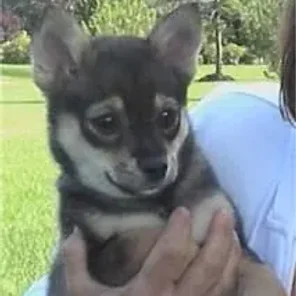 Pom-Shi (Designer Dog)
