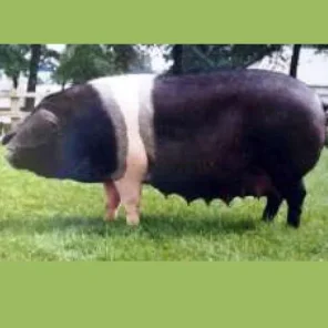 Brittish Saddleback