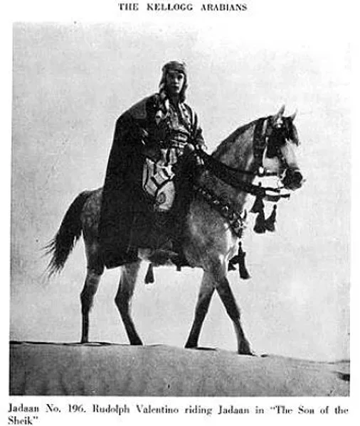 Jadaan gained fame by appearing in six films, three Tournament of Roses Parades, and many Arabian Horse Shows.