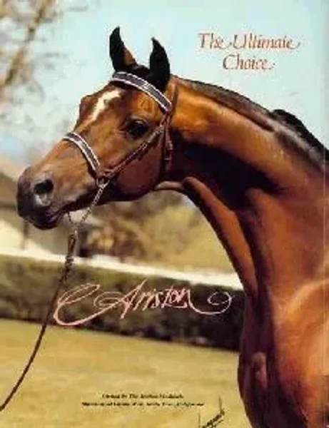ARISTON