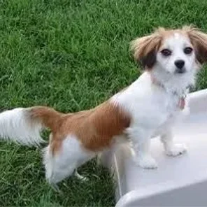 Malton (Designer Dog)