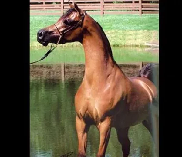Aristokayte