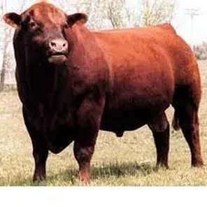 Red Angus