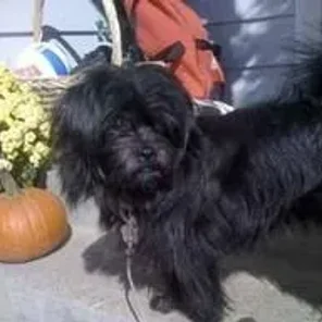 Skip-Shzu (Designer Dog)