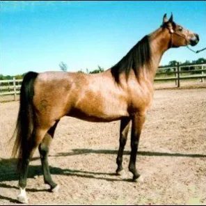 Granada I