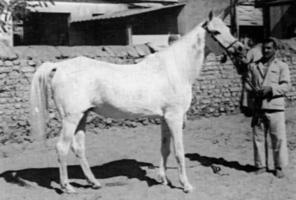 Mahasin