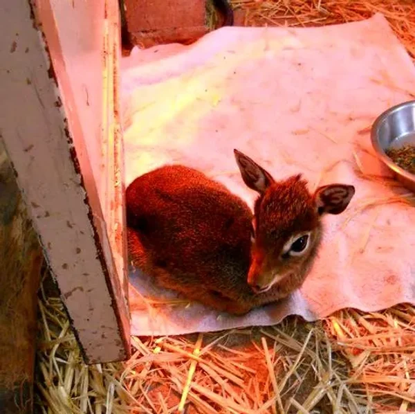 Keepers Raise Tiny Dik Dik at Pueblo Zoo