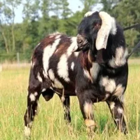 Nubian or Anglo-Nubian Goats