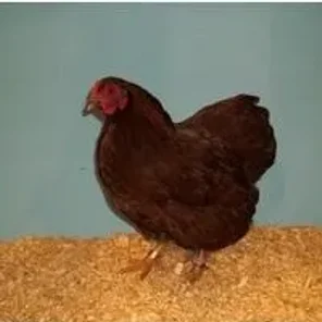 Bantam Partridge Wyandotte