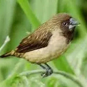 Black Throated Munia