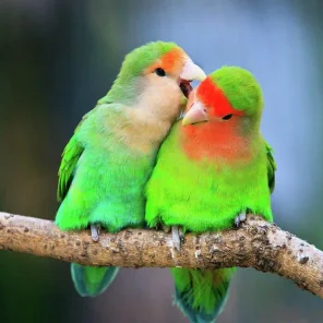 Pet Bird Supplies Checklists - Cockatiels, Lovebirds, Small Parakeets, and Parrotlets