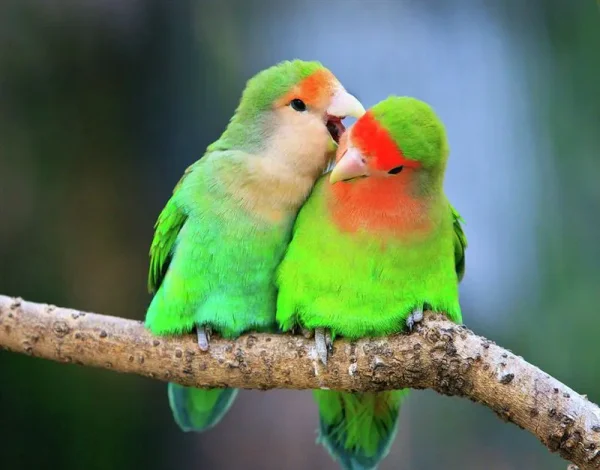 parakeet, cockatiel, parrotlette, lovebird