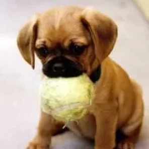 Pugalier (Designer Dog)