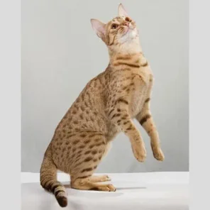 Ocicat