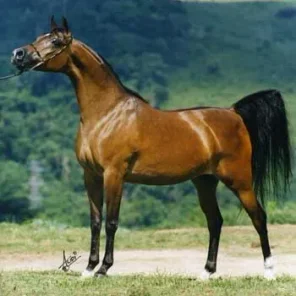 NV ALI BEY