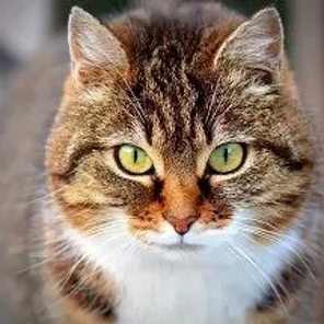 Feral Cats Are Not Scary and Can Be Cared For with Caution!