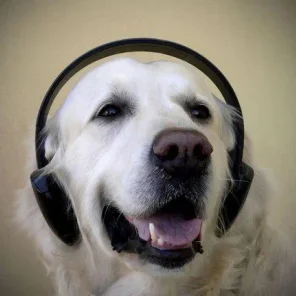 What Type of Music Do Pets Like?