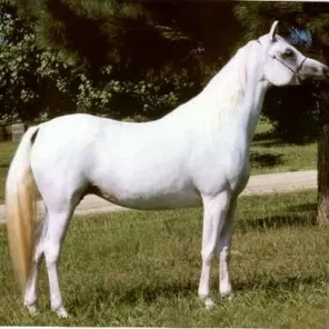 ANSATA NEFARA