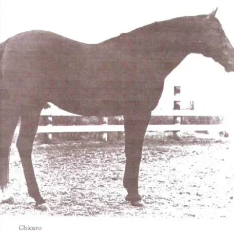 Chicaro