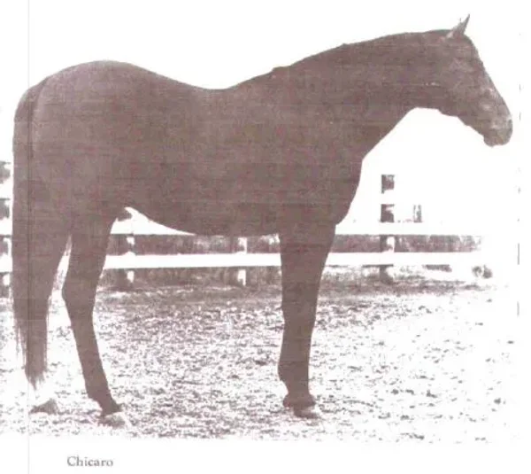 Chicaro