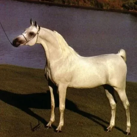 Gaffi runs strong in the present day program of Gainey Arabians being the dam line on current herd-sire Gai Monarch, 2001 Canadian National Champion Stallion and U.S. Top Ten Stallion, a son of Ferzon son Gai Parada and Gai Dream daughter, Gaishea.