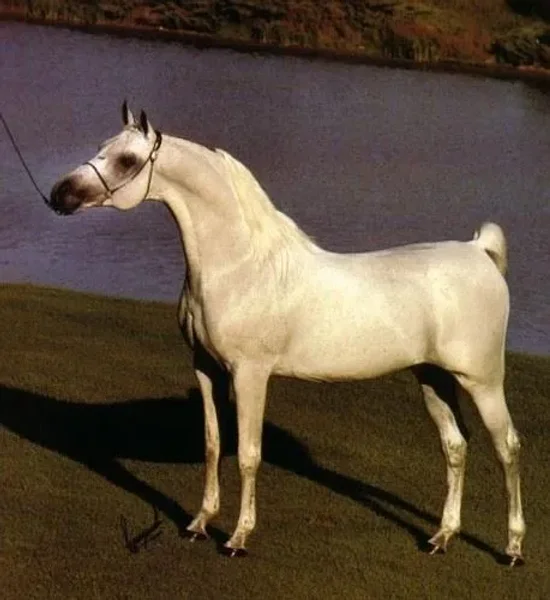 FERZON
