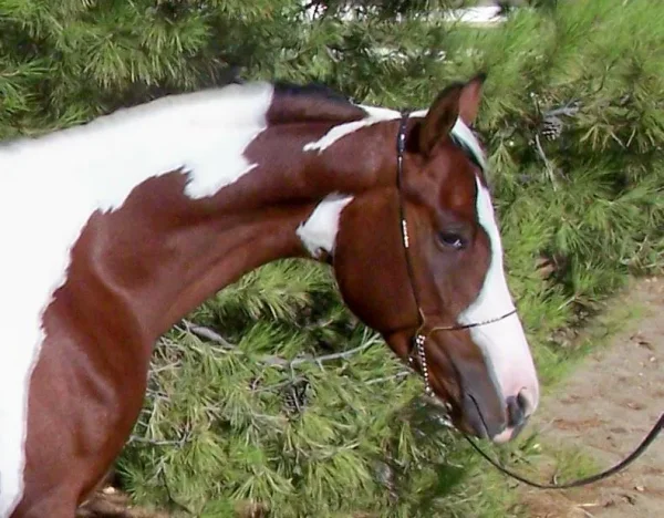TDR Novas VictryDance circa 2007